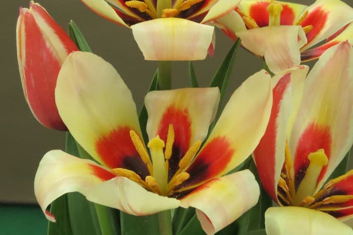 tulip 'Johann Strauss'