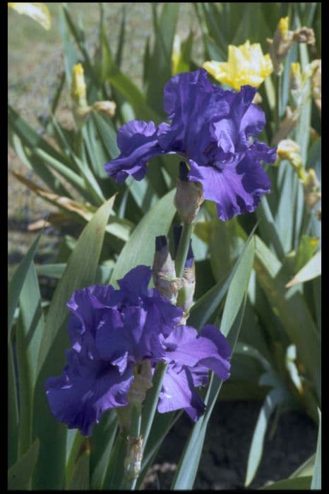 iris 'Blue Luster'