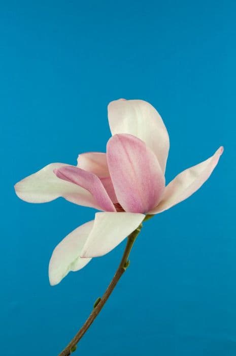 Campbell's magnolia