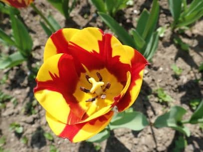 tulip 'Helmar'