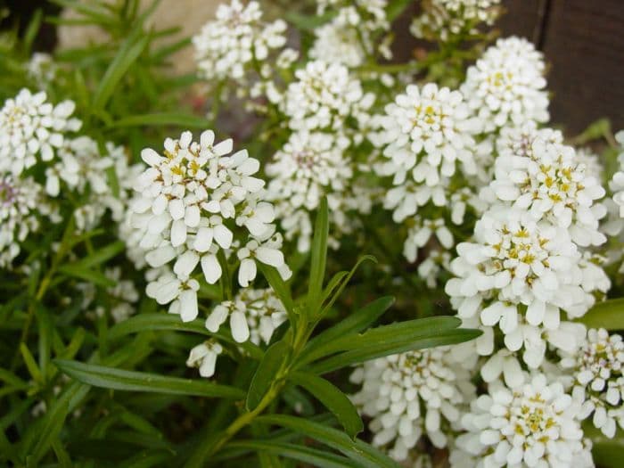 candytuft 'Snowflake'