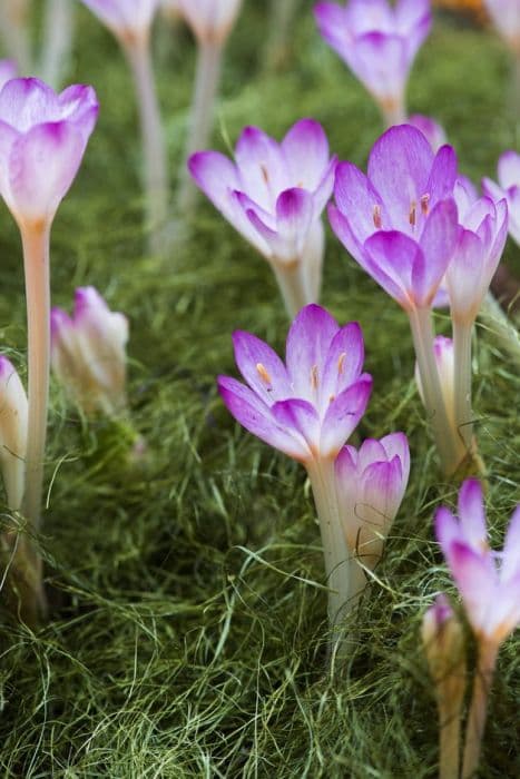 Cilician meadow saffron 'Purpureum'