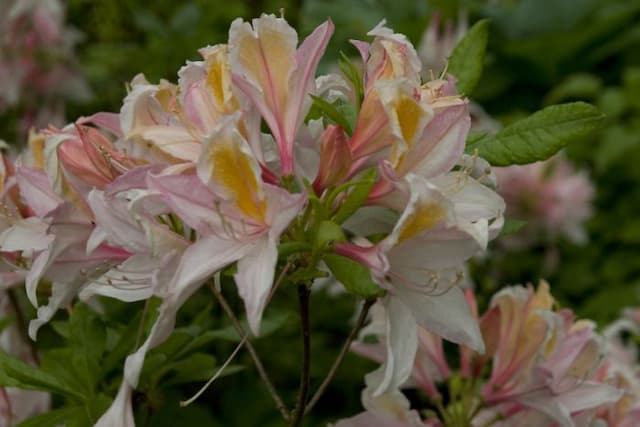 Rhododendron 'Delicatissimum'