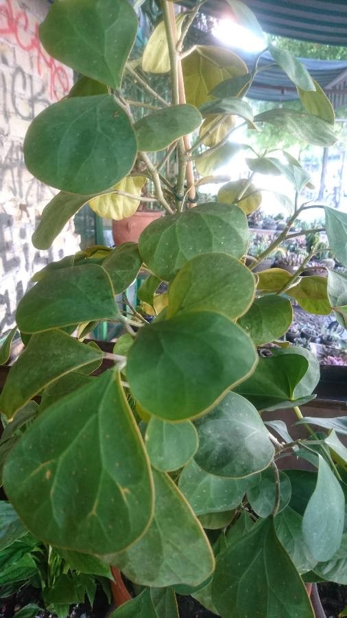 mistletoe fig