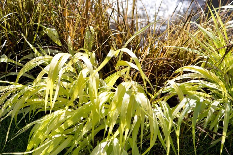 millet grass 'Yaffle'