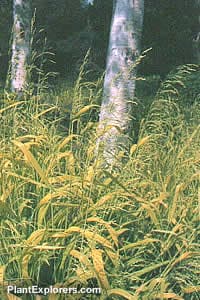 Bowles's golden grass