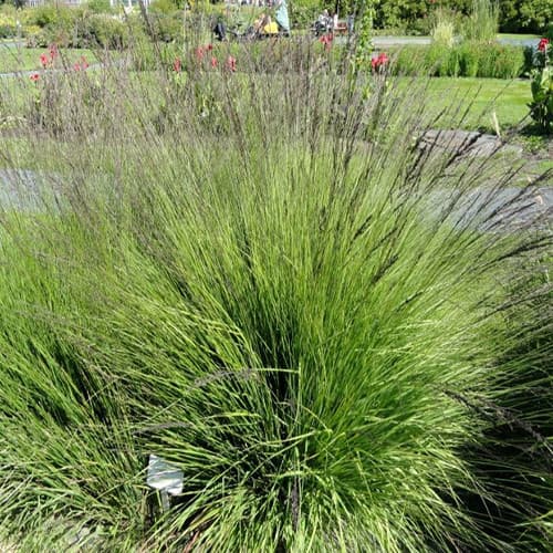 purple moor-grass 'Karl Foerster'
