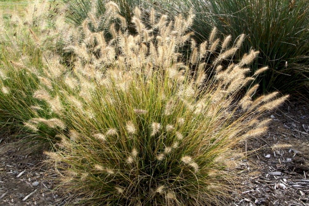 Chinese fountain grass 'Red Head'