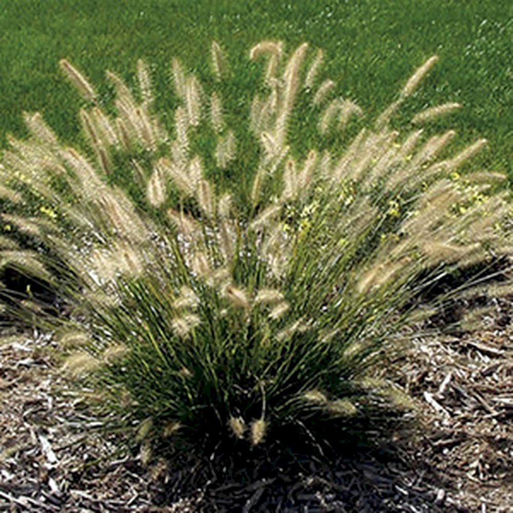 Chinese fountain grass 'Red Head'