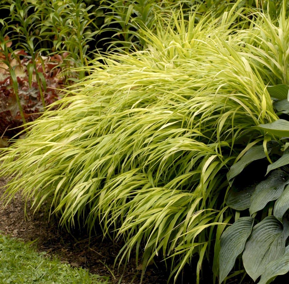 Japanese forest grass 'All Gold'