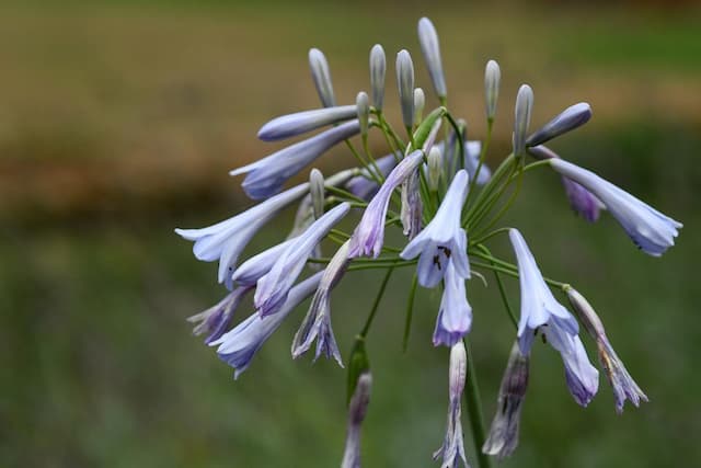 African lily 'Ballerina'