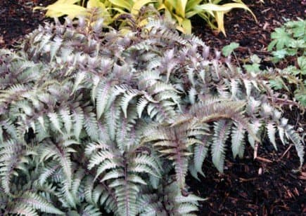 Japanese Painted Fern 'Ursula's Red'