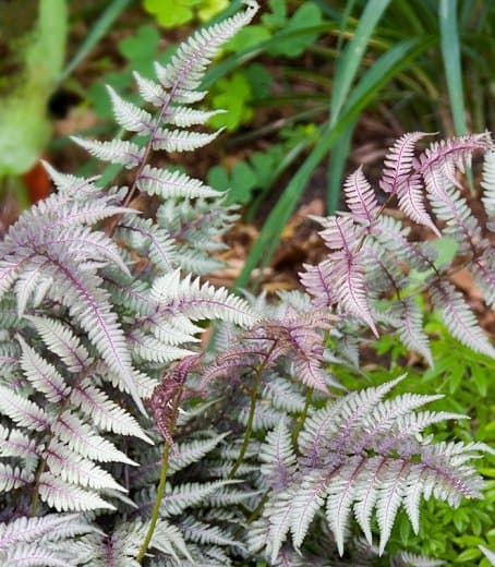 Japanese Painted Fern 'Regal Red'