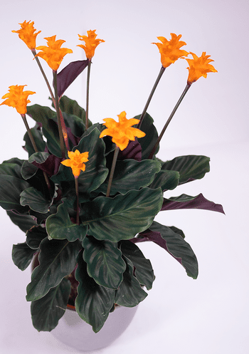 Saffron-coloured calathea 'Tassmania'