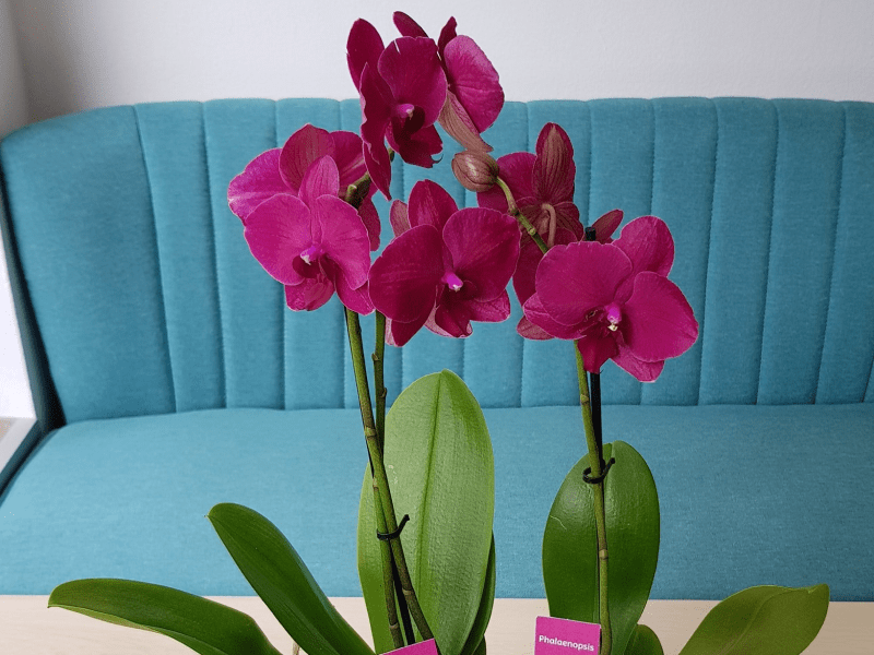 How PLNT Saved My Beloved Orchids: A Gardener's Journey