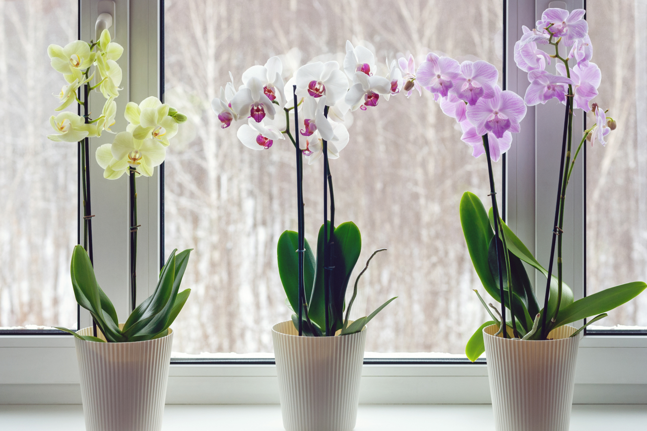 Transform your orchid collection into a mesmerizing display of beauty